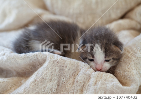 Little baby kitten on white vintage cloth, closeup photo Little baby kitten on white vintage cloth, closeup photo 107740432