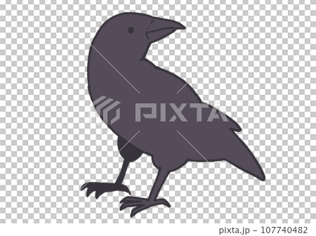 カラス 107740482