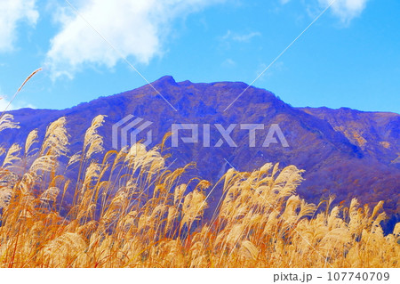 晩秋の禿岳とススキの群生 晩秋の禿岳とススキの群生 107740709