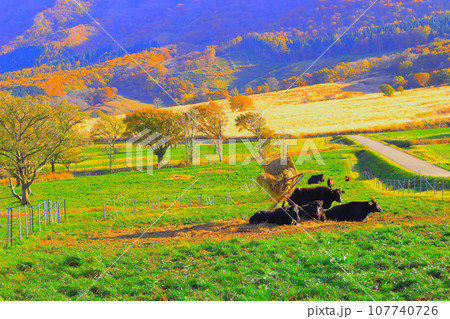 一休みする牧場の牛の群れ 一休みする牧場の牛の群れ 107740726