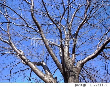 冬の桜の枯れ木と青空 107741109