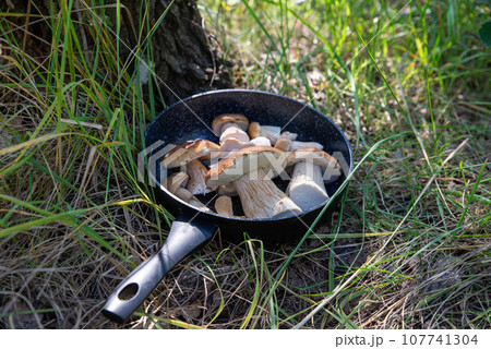 Boletus scaber (Leccinum scabrum) in a pan in the forest, freshly picked mushrooms 107741304