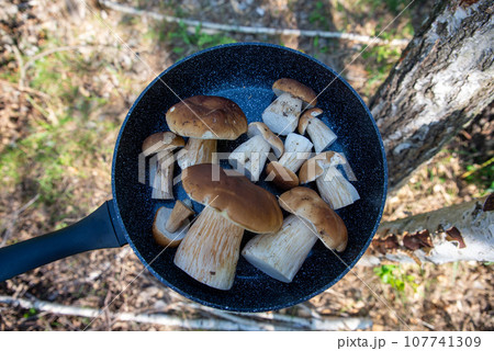 Boletus scaber (Leccinum scabrum) in a pan in the forest, freshly picked mushrooms Boletus scaber (Leccinum scabrum) in a pan in the forest, freshly picked mushrooms 107741309