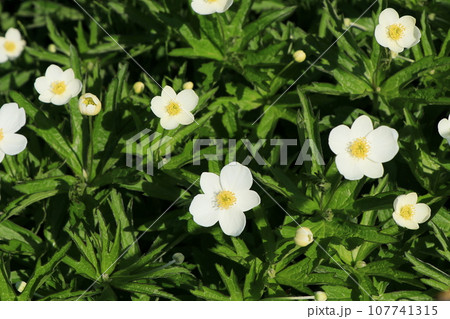 カナダアネモネの花 107741315