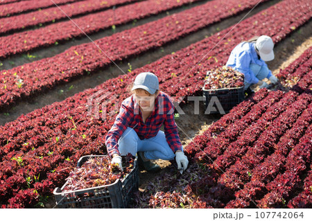 Young female worker harvesting red lettuce at farm plantation 107742064
