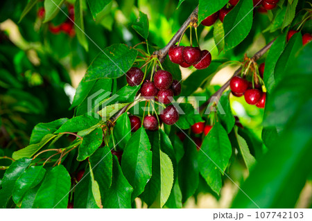 Sweet cherry hanging on tree in garden Sweet cherry hanging on tree in garden 107742103