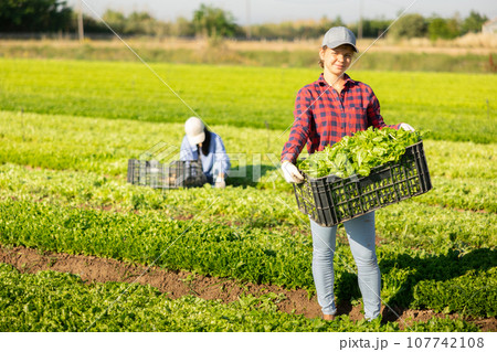 Smiling woman gardener with crate of fresh lettuce Smiling woman gardener with crate of fresh lettuce 107742108