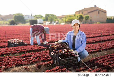 Smiling young asian female worker harvesting red lettuce at farm plantation 107742361