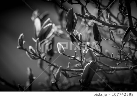 春の日差しとモクレンの花 107742398