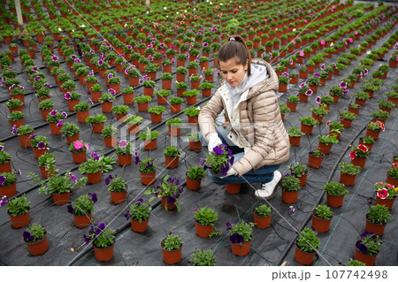 Female florist arranging pots with petunias Female florist arranging pots with petunias 107742498