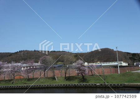 網走川河畔の桜風景 107742509