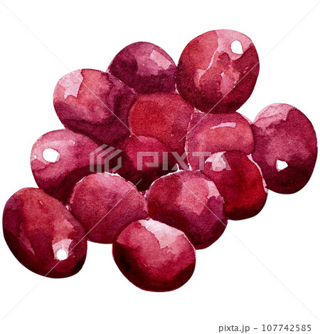 Hand drawn watercolor painting cranberry on white background. Watercolor illustration of berries 107742585
