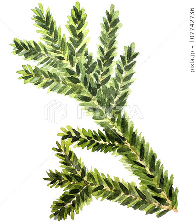 Watercolor Christmas branch. Hand drawn botanical element isolated on white background. Watercolor spruce branches. Realistic branches of green pine. branch with needles. Watercolor Christmas branch. Hand drawn botanical element isolated on white background. Watercolor spruce branches. Realistic branches of green pine. branch with needles. 107742736