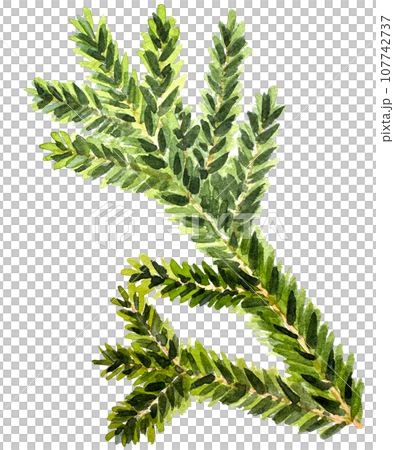 Watercolor Christmas branch. Hand drawn botanical element isolated on white background. Watercolor spruce branches. Realistic branches of green pine. branch with needles. 107742737