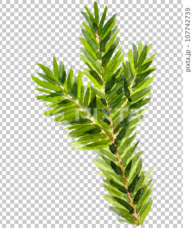 Watercolor Christmas branch. Hand drawn botanical element isolated on white background. Watercolor spruce branches. Realistic branches of green pine. branch with needles. Watercolor Christmas branch. Hand drawn botanical element isolated on white background. Watercolor spruce branches. Realistic branches of green pine. branch with needles. 107742739