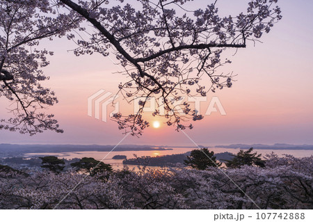 日本三景・宮城県松島 朝日を浴びる西行戻しの松公園の桜 日本三景・宮城県松島 朝日を浴びる西行戻しの松公園の桜 107742888