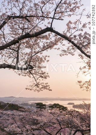 日本三景・宮城県松島　朝日を浴びる西行戻しの松公園の桜 107742892
