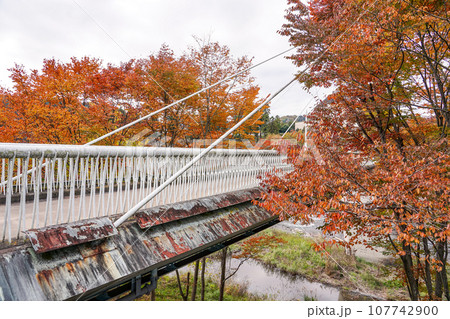 鮎美橋から多摩川上流の紅葉（東京都青梅市） 107742900