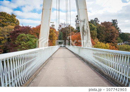鮎美橋から多摩川上流の紅葉（東京都青梅市） 107742903