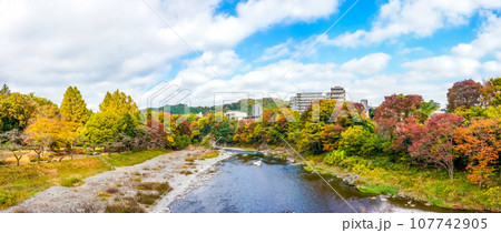鮎美橋から多摩川上流の紅葉（東京都青梅市） 107742905