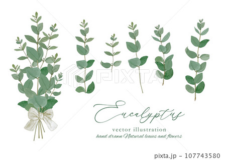 ユーカリ具にーのナチュラルな植物のフレーム素材 107743580
