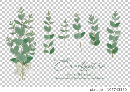 天然尤加利植物框架材料 107743580