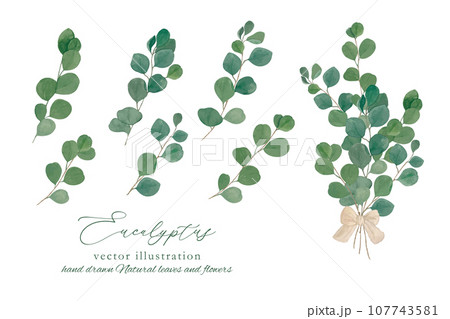 ユーカリポポラスの丸い葉っぱの枝葉の素材セット ユーカリポポラスの丸い葉っぱの枝葉の素材セット 107743581