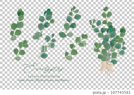 ユーカリポポラスの丸い葉っぱの枝葉の素材セット ユーカリポポラスの丸い葉っぱの枝葉の素材セット 107743581