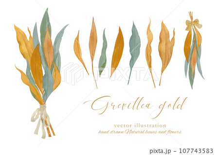グレビレアゴールドのドライリースのベクターイラスト 107743583