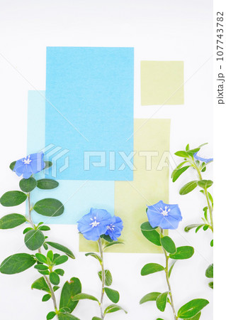 白背景に可愛いアメリカンブルーの花を飾った色紙を組み合わせたオシャレなタイトルスペースのモックアップ 107743782