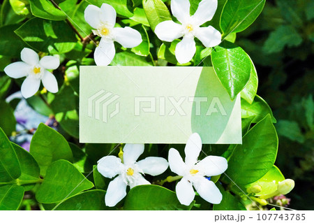 庭で咲く可愛らしい白のセイロンライティアの花のタイトルカードのシンプルなモックアップ 庭で咲く可愛らしい白のセイロンライティアの花のタイトルカードのシンプルなモックアップ 107743785