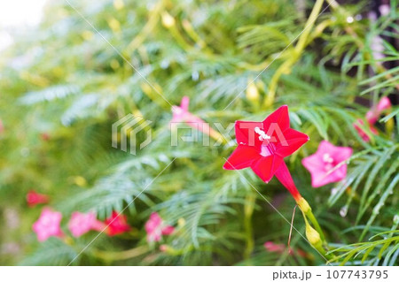 屋外で星型の花が咲く赤とピンク色のルコウ草のクローズアップ 屋外で星型の花が咲く赤とピンク色のルコウ草のクローズアップ 107743795