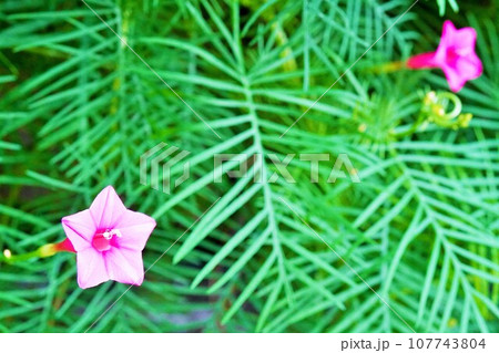 太陽の下で花開く細い緑の葉をバックにしたピンク色の星型のルコウソウの花 太陽の下で花開く細い緑の葉をバックにしたピンク色の星型のルコウソウの花 107743804