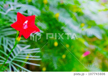 屋外でつる性の緑の葉を背景にした星型の花が咲く一輪の赤色のるこう草の接写 屋外でつる性の緑の葉を背景にした星型の花が咲く一輪の赤色のるこう草の接写 107743806