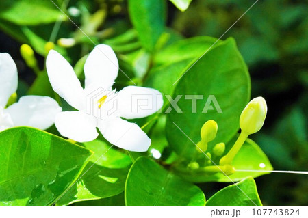 屋外で朝光に照らされたセイロンライティアの白い花のアップ 屋外で朝光に照らされたセイロンライティアの白い花のアップ 107743824