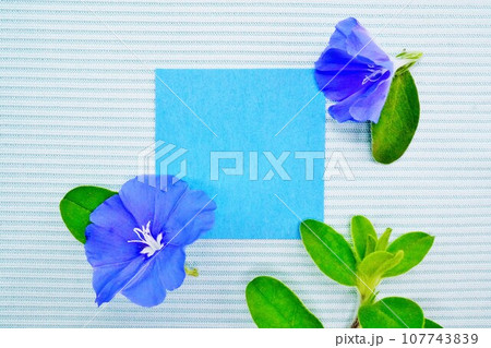 水色のストライプ背景に青いアメリカンブルーの花と葉を添えた可憐なタイトルフレームのモックアップ 水色のストライプ背景に青いアメリカンブルーの花と葉を添えた可憐なタイトルフレームのモックアップ 107743839