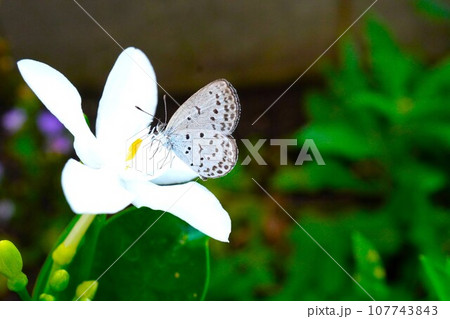 白い花が美しいセイロンランティアに止まる小さな灰色の蝶、ヤマトシジミ 白い花が美しいセイロンランティアに止まる小さな灰色の蝶、ヤマトシジミ 107743843