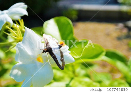屋外でアラビアジャスミンの花を吸蜜する美しい翅で尾に黄色のポンポンを持つワタヘリクロノメイガ、害虫 屋外でアラビアジャスミンの花を吸蜜する美しい翅で尾に黄色のポンポンを持つワタヘリクロノメイガ、害虫 107743850