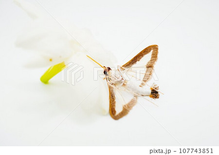 白背景にジャスミンの花を吸蜜していて口吻が抜けなくなって裏返しになったワタヘリクロノメイガの成虫 白背景にジャスミンの花を吸蜜していて口吻が抜けなくなって裏返しになったワタヘリクロノメイガの成虫 107743851