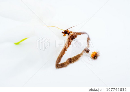 白バックに白いアラビアジャスミンの花に口吻を伸ばすウリノメイガという害虫 107743852