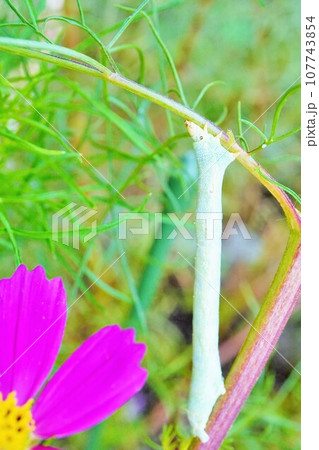 屋外で育つコスモスの茎で枝に擬態するヨモギエダシャクという名前の尺取虫 屋外で育つコスモスの茎で枝に擬態するヨモギエダシャクという名前の尺取虫 107743854