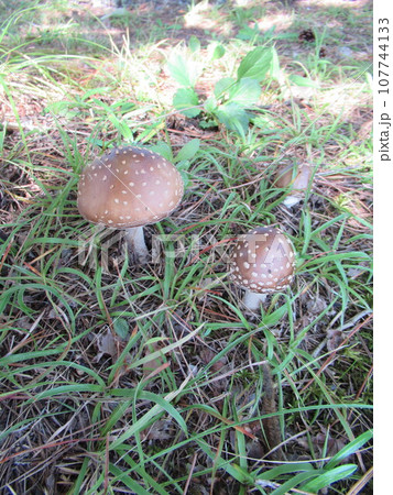 テングタケ 107744133