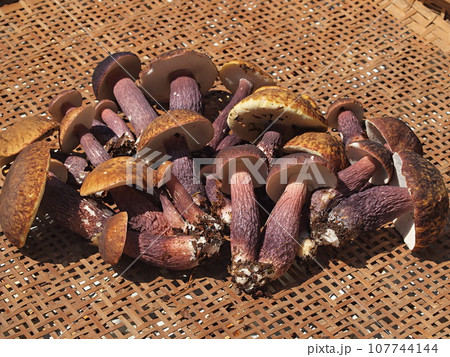 収穫したムラサキヤマドリタケ 107744144