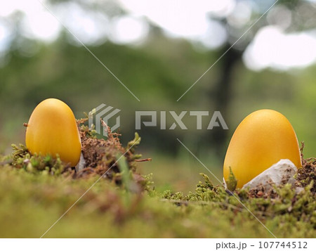 キタマゴタケの幼菌の生態写真 キタマゴタケの幼菌の生態写真 107744512
