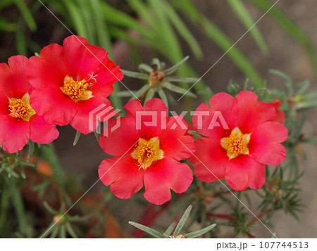 赤い松葉牡丹の花 赤い松葉牡丹の花 107744513