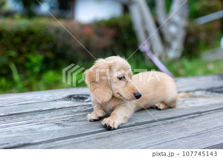 仔犬　カニンヘンダックスフンド 107745143