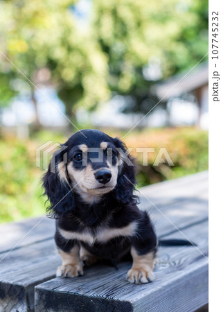 仔犬 カニンヘンダックスフンド 仔犬 カニンヘンダックスフンド 107745232