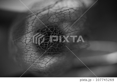 枯れた冬のホオズキ実も干からびてモノクロマクロ撮影2 107745269
