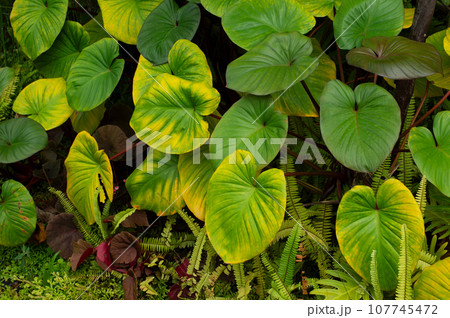 green yellow plant in the garden 107745472