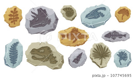 Dinosaur fossils of ancient fish skeleton and stone plant imprint, cartoon vector. Archeology fossil stones with prints of Jurassic dinosaur bones, fish and reptile with shells and extinct plants Dinosaur fossils of ancient fish skeleton and stone plant imprint, cartoon vector. Archeology fossil stones with prints of Jurassic dinosaur bones, fish and reptile with shells and extinct plants 107745695